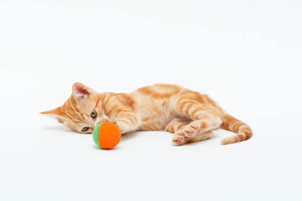 Red Striped Kitten Plays Toy Ball Isolated White Background Adorable — Stock Photo, Image