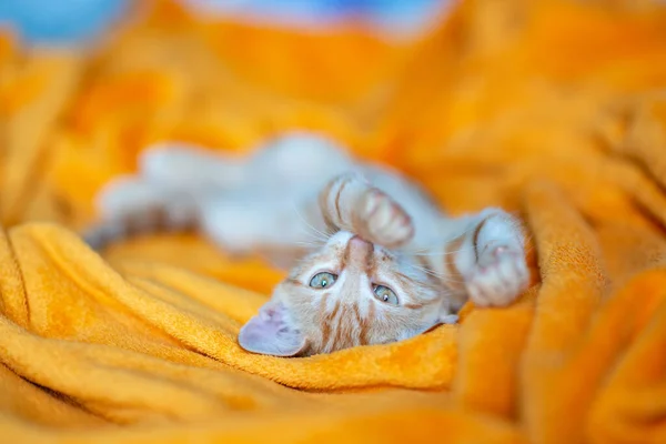 Piccolo Gattino Rosso Dorme Sul Divano Adorabile Animaletto Carino Animale — Foto Stock