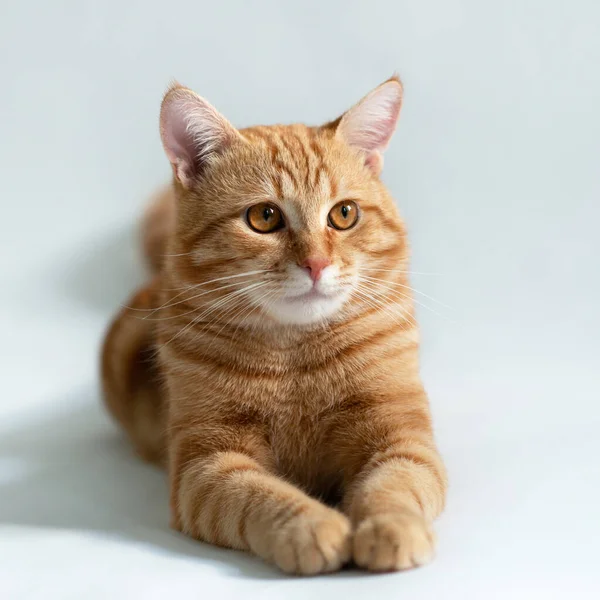 Gato Naranja Retrato Gato Jengibre Tabby Sobre Fondo Blanco Adorable —  Fotos de Stock