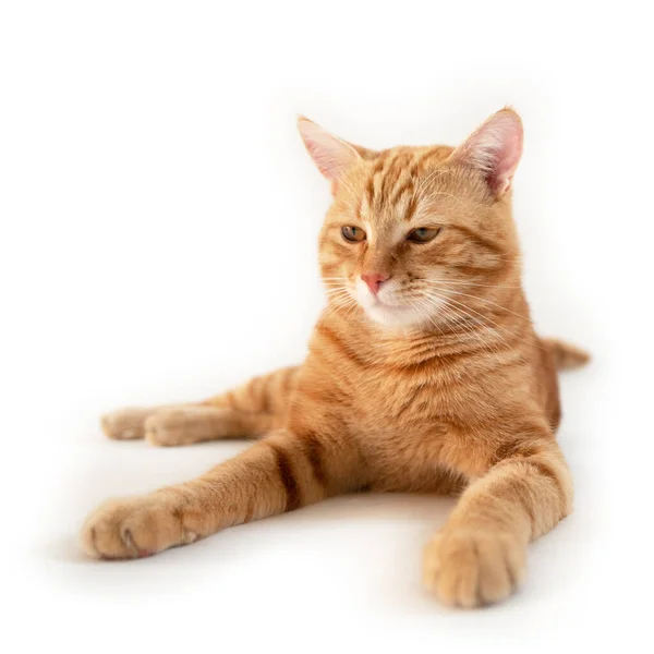 Orange Cat Portrait Tabby Ginger Cat White Background Wide Angle — Stock Photo, Image