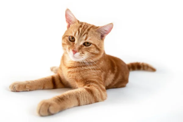 Turuncu Kedi Beyaz Arka Plan Üzerinde Tekir Kedinin Portresi Geniş — Stok fotoğraf