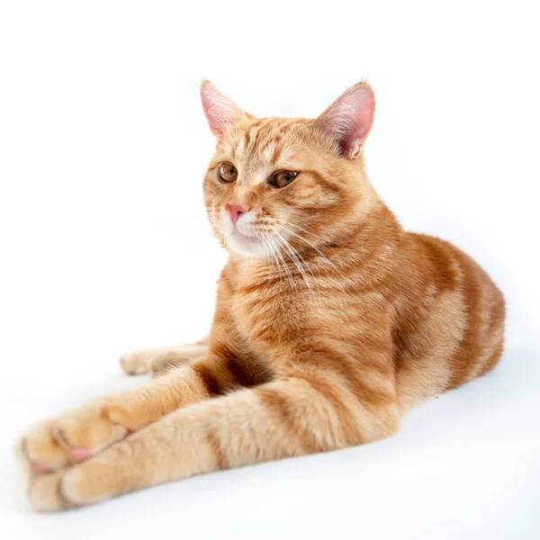 オレンジの猫 白い背景 広い角度にタビー生姜猫の肖像画 スタジオでポーズをとる愛らしいペット かわいい家畜 — ストック写真