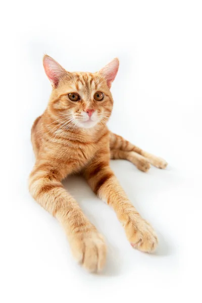 Orange Cat Portrait Tabby Ginger Cat White Background Wide Angle — Stock Photo, Image