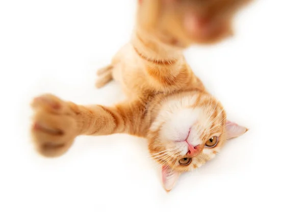 Portret Van Tabby Gember Kat Maakt Selfie Witte Achtergrond Schattig — Stockfoto