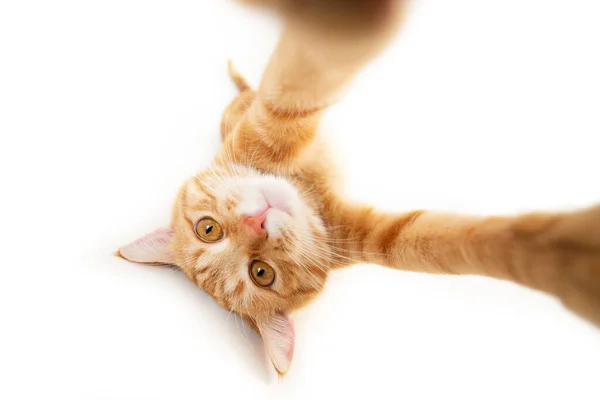 Retrato Gato Gengibre Tabby Faz Selfie Sobre Fundo Branco Adorável — Fotografia de Stock