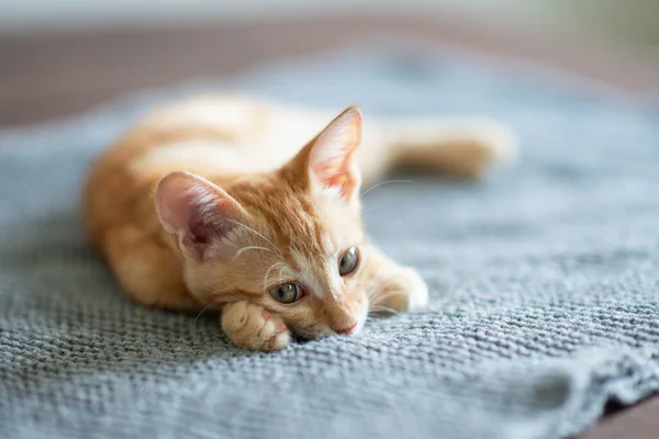 Pequeno Gatinho Vermelho Com Olhos Azuis Descansando Sofá Que Adorável — Fotografia de Stock