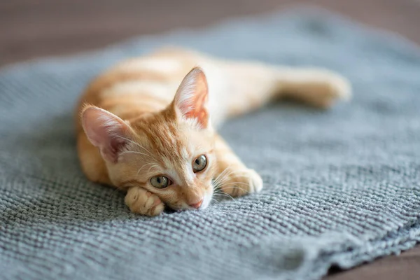 Little Red Kitten Blue Eyes Resting Sofa Adorable Little Pet — Stock Photo, Image