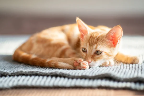 Piccolo Gattino Rosso Con Gli Occhi Azzurri Appoggiato Sul Divano — Foto Stock