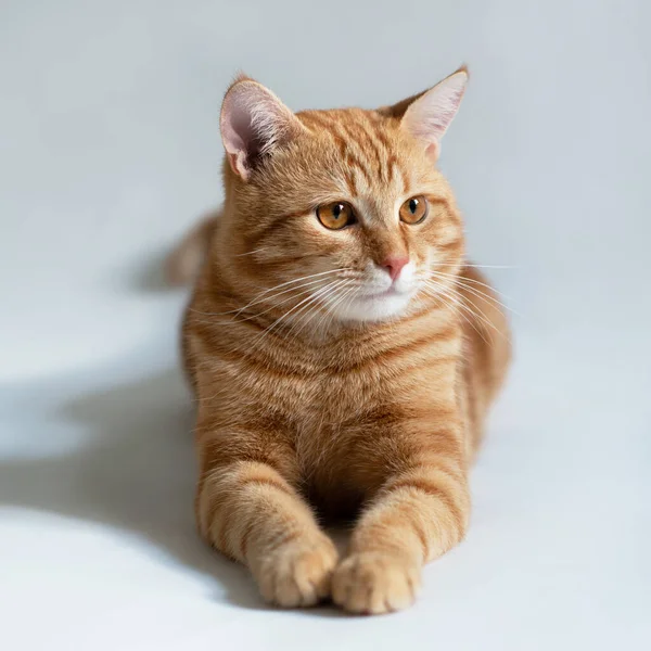オレンジの猫 白を背景にしたタビー生姜猫の肖像画 スタジオでポーズをとる愛らしいペット かわいい家畜 — ストック写真