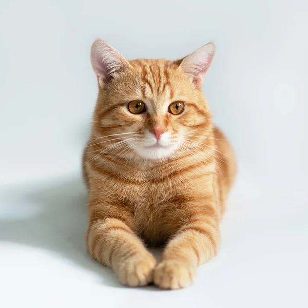 Turuncu Kedi Beyaz Arka Planda Kızıl Kedinin Portresi Stüdyoda Poz — Stok fotoğraf