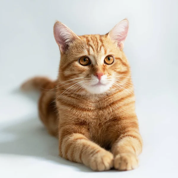 Oranje Kat Portret Van Tabby Gember Kat Witte Achtergrond Schattig — Stockfoto