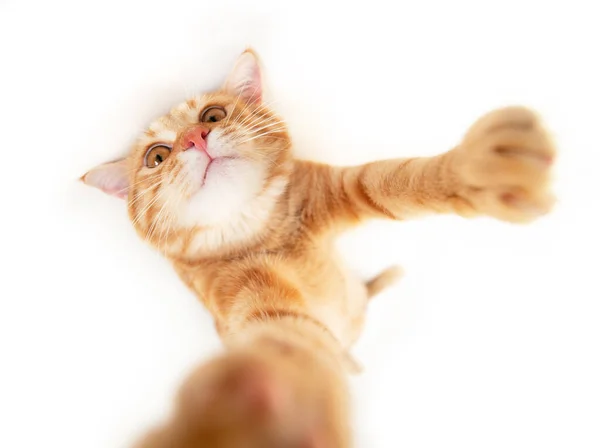Porträtt Tabby Ingefära Katt Gör Selfie Över Vit Bakgrund Förtjusande — Stockfoto