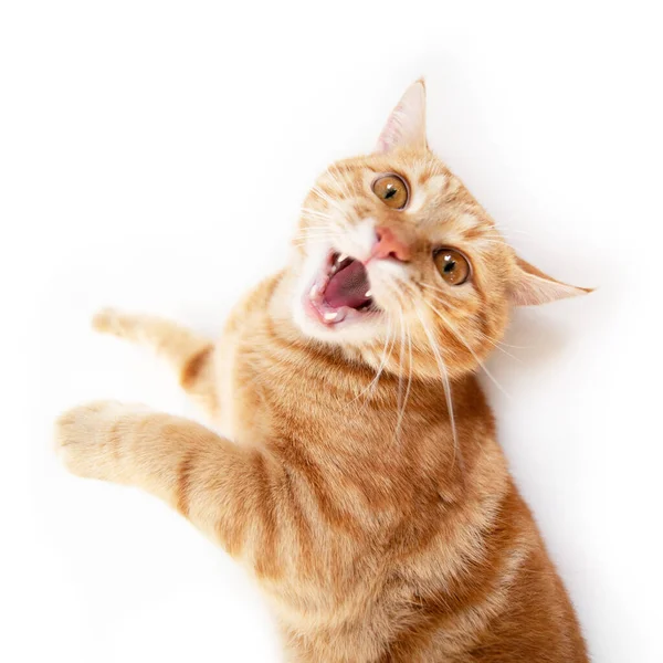 Orange Cat Hisses Open Mouth Trying Bite Portrait Evil Tabby — Stock Photo, Image