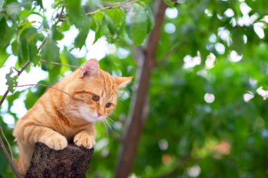 Güzel kırmızı tekir kedi ağaçlara tırmanıyor, yaz doğası.