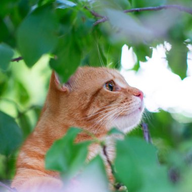 Güzel kırmızı tekir kedi ağaçlara tırmanıyor, yaz doğası.