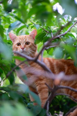 Güzel kırmızı tekir kedi ağaçlara tırmanıyor, yaz doğası.