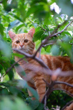 Beautiful young red tabby cat climbs trees, summer nature outdoor clipart