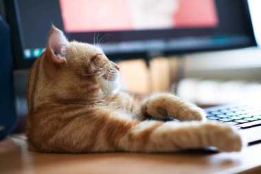 Güzel, genç, kızıl tekir kedi iyi beslenmiş ve tatmin olmuş klavyenin yanındaki iş yerinde uyuyor ve ekranı izliyor.. 