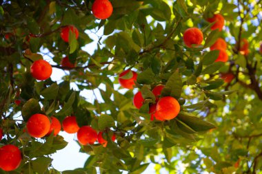 Olgun meyveli portakal ağacı. Mandalina. Olgunlaşmış taze portakal dalları ve güneş ışınlarında yapraklar. Satsuma ağacı resmi. Citrus.