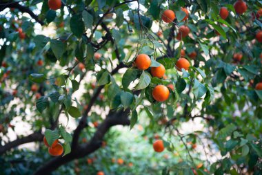 Olgun meyveli portakal ağacı. Mandalina dalı 