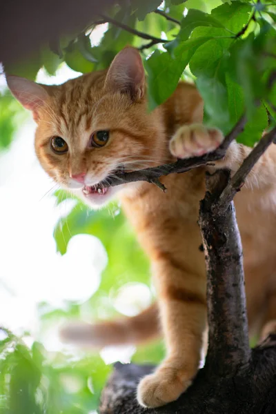 Bonito Gato Mesa Vermelho Jovem Sobe Árvores Rói Ramo Natureza — Fotografia de Stock