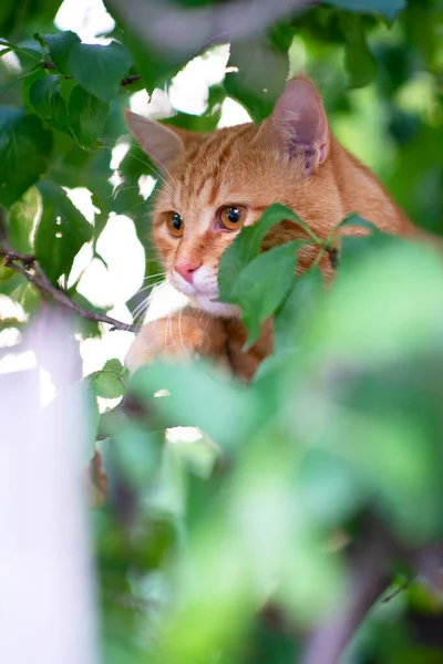 Mooie Jonge Rode Tabby Kat Klimt Bomen Zomer Natuur Buiten — Stockfoto