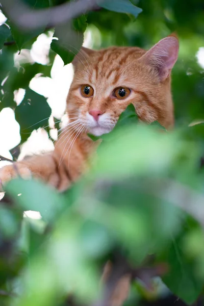 Beautiful Young Red Tabby Cat Climbs Trees Summer Nature Outdoor — Stock Photo, Image