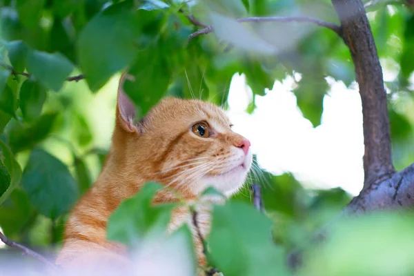 Mooie Jonge Rode Tabby Kat Klimt Bomen Zomer Natuur Buiten — Stockfoto