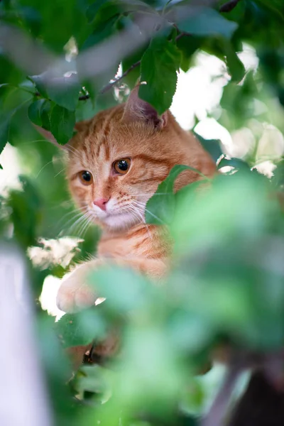 Mooie Jonge Rode Tabby Kat Klimt Bomen Zomer Natuur Buiten — Stockfoto