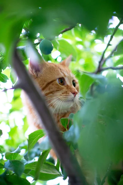 Schöne Junge Rot Gestromte Katze Klettert Auf Bäume Sommer Natur — Stockfoto