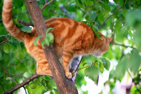 Bela Jovem Gato Vermelho Tabby Sobe Árvores Verão Natureza Livre — Fotografia de Stock