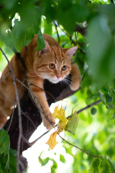 美しい若い赤いタビー猫は木に登る 夏の自然屋外 — ストック写真