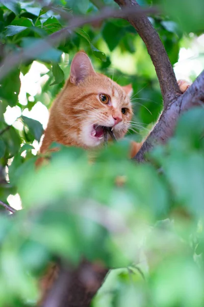 Belle Jeune Chat Rouge Tabby Grimpe Aux Arbres Nature Estivale — Photo