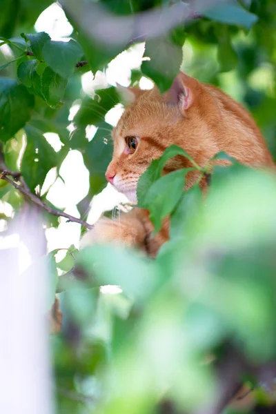 Hermoso Gato Tabby Rojo Joven Trepa Árboles Naturaleza Verano Aire — Foto de Stock