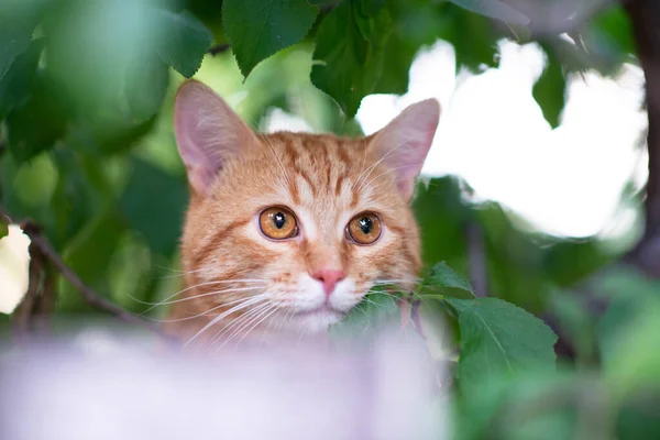 Mooie Jonge Rode Tabby Kat Klimt Bomen Zomer Natuur Buiten — Stockfoto