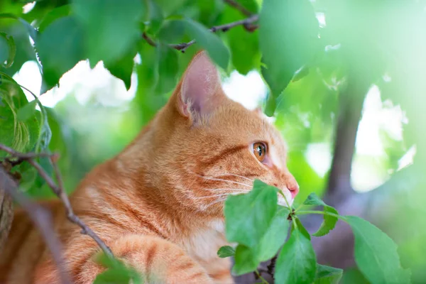 아름다운 고양이는 나무에 오르고 자연의 — 스톡 사진