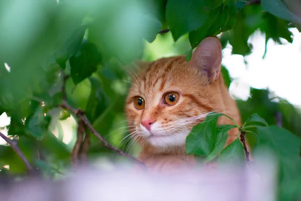 Hermoso Gato Tabby Rojo Joven Trepa Árboles Naturaleza Verano Aire —  Fotos de Stock