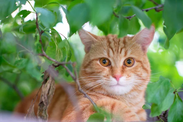 Mooie Jonge Rode Tabby Kat Klimt Bomen Zomer Natuur Buiten — Stockfoto