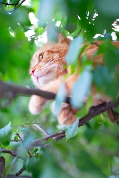 Beautiful Young Red Tabby Cat Climbs Trees Summer Nature Outdoor — Stock Photo, Image