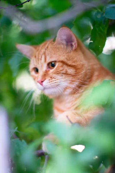 Bela Jovem Gato Vermelho Tabby Sobe Árvores Verão Natureza Livre — Fotografia de Stock