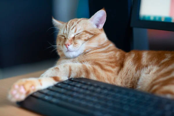 漂亮的小姜饼猫吃饱了 很满意地睡在家里键盘旁的工作位置和监视器屏幕旁 — 图库照片