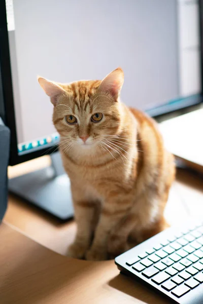 Beautiful Young Ginger Tabby Cat Well Fed Satisfied Sits Home — Stock Photo, Image