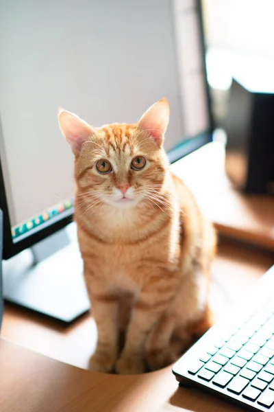 Bela Jovem Gengibre Tabby Gato Bem Alimentado Satisfeito Senta Casa — Fotografia de Stock