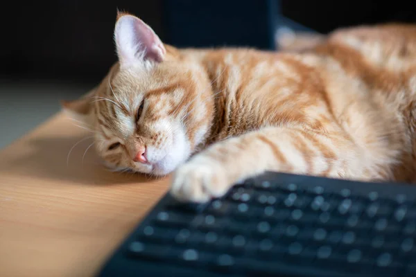 Bela Jovem Gengibre Tabby Gato Bem Alimentado Satisfeito Dorme Casa — Fotografia de Stock