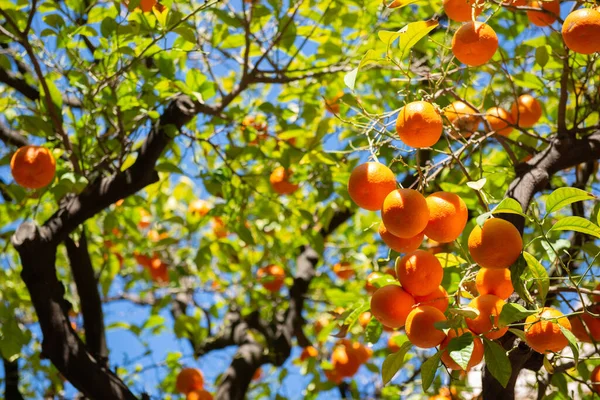 Drzewo Pomarańczowe Dojrzałymi Owocami Oddział Mandarynkowy — Zdjęcie stockowe