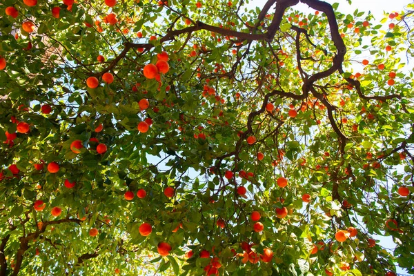 Orange Tree Ripe Fruits Tangerine Branch Fresh Ripe Oranges Leaves — Stock Photo, Image