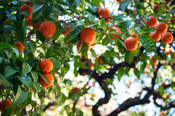 Arancio Con Frutti Maturi Ramo Mandarino — Foto Stock