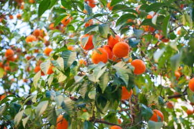 Olgun meyveli portakal ağacı. Mandalina. Olgunlaşmış taze portakal dalları ve güneş ışınlarında yapraklar. Satsuma ağacı resmi. Citrus.