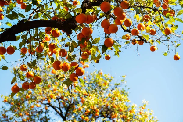 Orange Tree Ripe Fruits Tangerine Branch Fresh Ripe Oranges Leaves — Stock Photo, Image