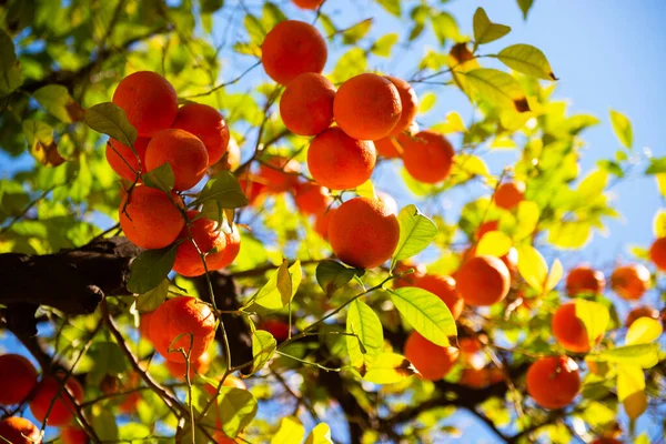 Apelsinträd Med Mogen Frukt Tangerine Filialer Färska Mogna Apelsiner Med — Stockfoto